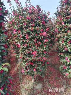 高度120厘米茶梅柱