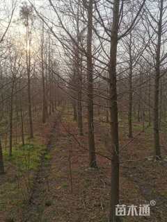 12公分墨西哥落羽杉