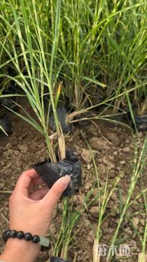 高度30厘米斑叶芒