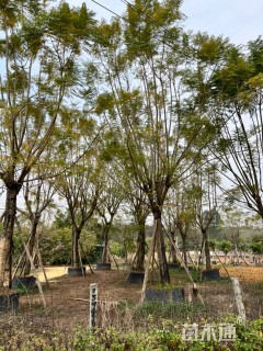 蓝花盈，16-30公分