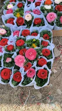 高度25厘米花毛茛