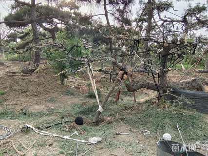 高度130厘米黑松