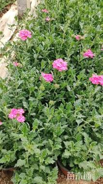 高度20厘米美女樱