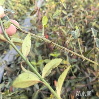 16厘米小叶扶芳藤