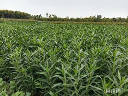 高度120厘米夹竹桃