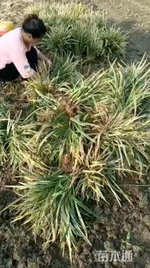 高度20厘米金边麦冬