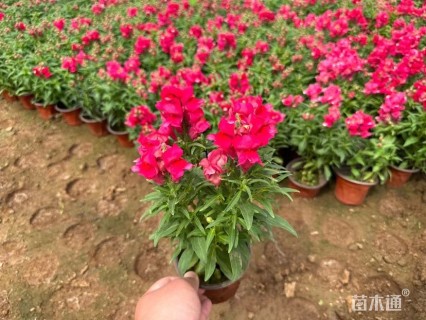 高度18厘米金鱼草