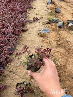 高度10厘米红景天