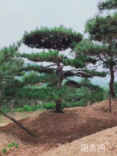 15公分造型油松