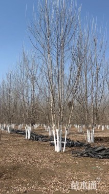 高度700厘米丛生白蜡