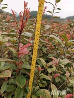 高度150厘米红叶石楠小苗
