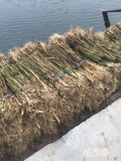 高度30厘米芦苇