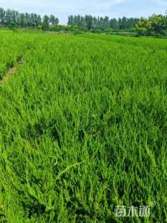 高度30厘米龙柏