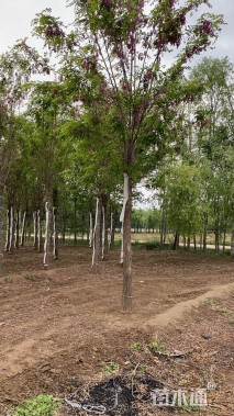 12公分嫁接香花槐