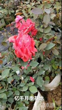 高度50厘米大花月季