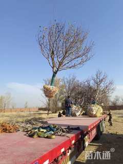 15公分八棱海棠