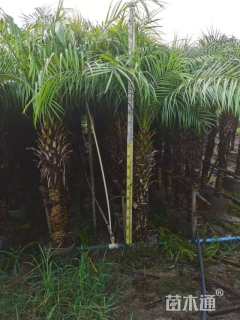 裸干高300厘米美丽针葵