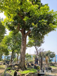 39公分龙眼树