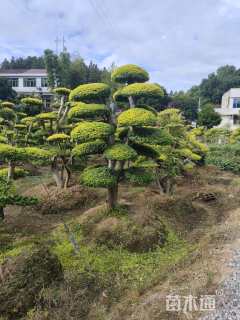 18公分造型亮晶女贞