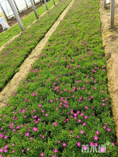 高度10厘米欧石竹