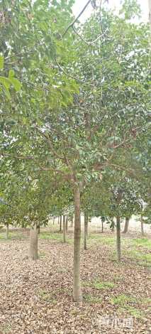 10公分红叶石楠