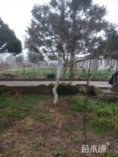 高度300厘米大叶黄杨