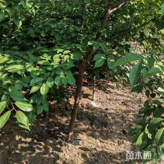 4公分樱花