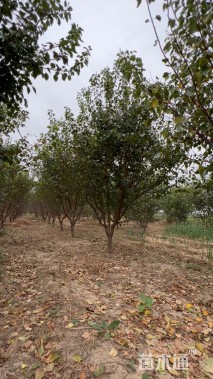 10公分杏树