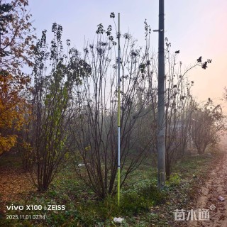 高度500厘米丛生暴马丁香