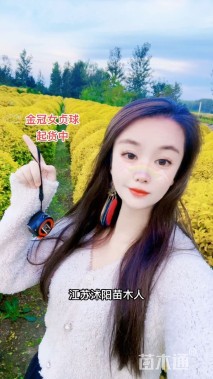 冠幅150厘米金冠女贞球