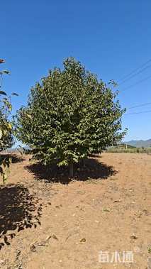 20公分二乔玉兰