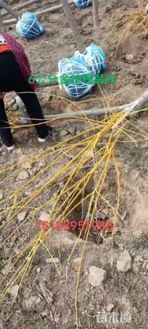 5公分高杆金枝槐