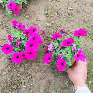 高度20厘米垂钓牵牛