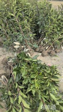 高度150厘米法国冬青