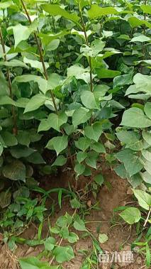 0.8公分黄山栾树