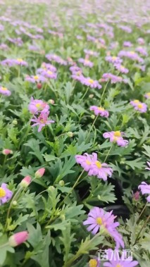 高度25厘米姬小菊