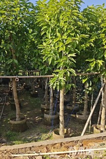 8公分白玉兰
