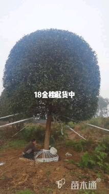 高度180厘米茶花