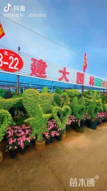 高度20厘米狐尾天门冬