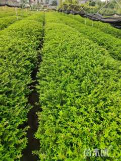 高度20厘米满天星