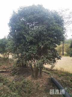 高度750厘米丛生桂花