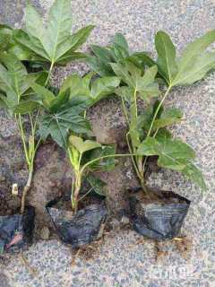 高度35厘米八角金盘