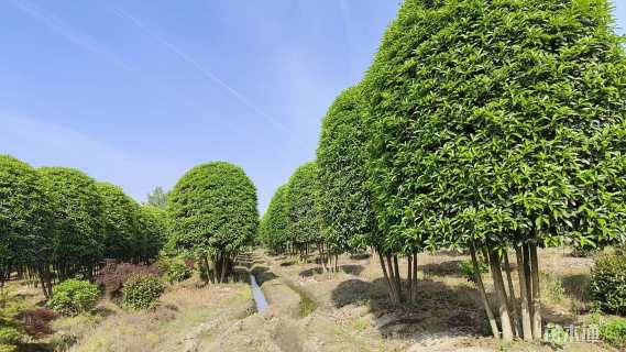 高度300厘米丛生桂花
