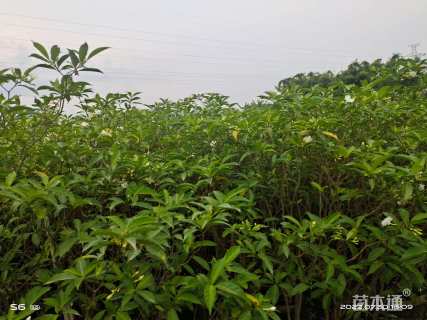 高度120厘米狗牙花
