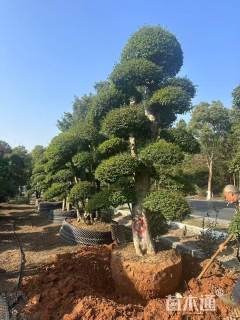 50公分造型小叶女贞