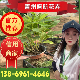 高度25厘米赛菊芋