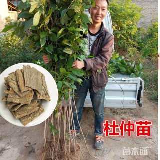 0.5公分杜仲