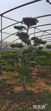 高度120厘米小叶黄杨