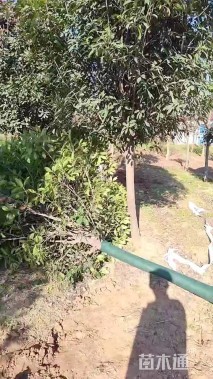 4公分石楠