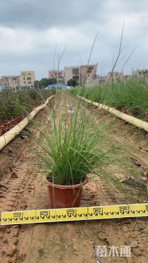 容器苗蓝羊茅